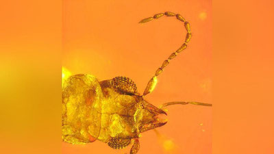 'Qahrabo ichidan 99 million yoshli changlantiruvchi qo`ng`iz topildi'ning rasmi