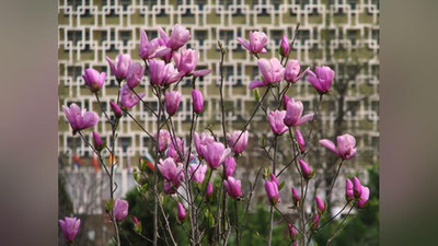 '28 март куни ҳаво ўзгариб туради, ёғингарчилик бўлмайди'ning rasmi