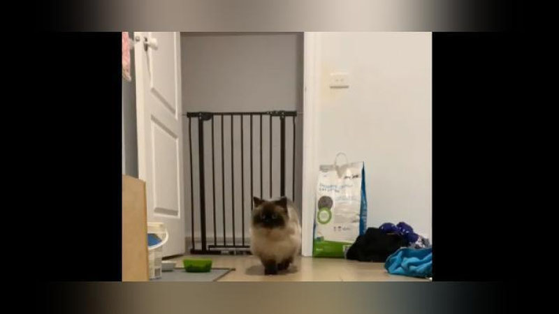 Изрображение 'Грациозный кот покорил пользователей сети (видео)'