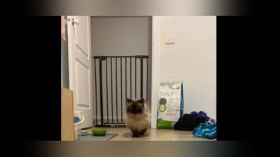 Изрображение 'Грациозный кот покорил пользователей сети (видео)'