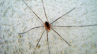 Изрображение 'В БРАЗИЛИИ ВЫПАЛ "ДОЖДЬ ИЗ ПАУКОВ" (ВИДЕО)'