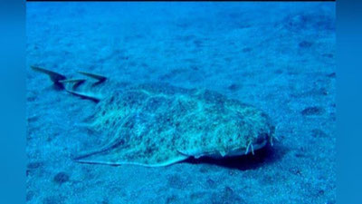 'Buyuk Britaniyada farishta-akula topildi (Foto) 'ning rasmi