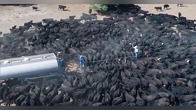 'Yuzlab qoramollar tashnalikdan suv to`la sisternani o`rab olishdi (Video)'ning rasmi