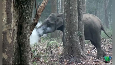 '“Кашанда” фил олимларни лол қолдирди (Видео)'ning rasmi