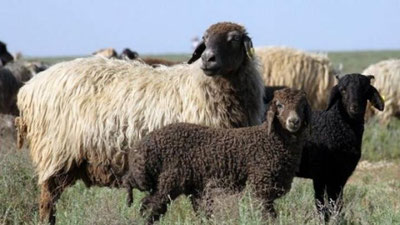 'Ohangaronda qo`ylarni o`g`irlagan kollej o`quvchilari ushlandi'ning rasmi