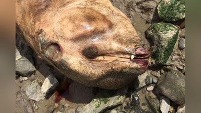 'Ливерпулдан топилган кўзсиз махлуқ мутахассисларни ўйга толдирди'ning rasmi