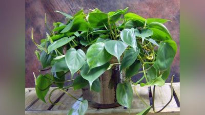 'EPIPREMNUM GULI PARVARIShI HAQIDA 'ning rasmi