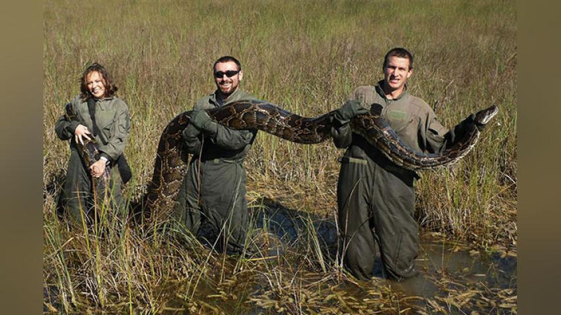 'Флоридада улкан бўғма илонлар ботқоқликдан шаҳар сари йўл олишди 'ning rasmi