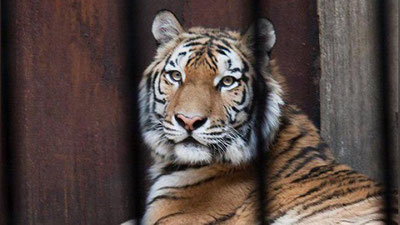 '​Hayvonot bog`iga yashirincha kirgan xitoylik erkakni yo`lbarslar g`ajib tashladi'ning rasmi