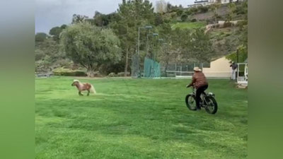 'Shvarsenegger velosipedda o`zining ponisini badantarbiya qilishga majburladi (Video) 'ning rasmi