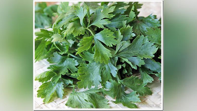 'SELDEREY – OZDIRUVChI KO`KAT'ning rasmi