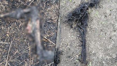 Изрображение 'ЖИТЕЛЬ РОССИЙСКОГО ПРИМОРЬЯ УБИЛ СВОЮ ДЕВУШКУ И ПЕРЕКРУТИЛ ЕЕ В ФАРШ'