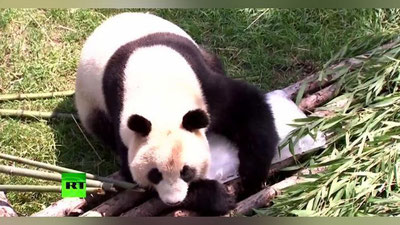 'Xitoydagi hayvonot bog`ida jonivorlar muz yordamida issiqqa dosh berishmoqda (Video)'ning rasmi