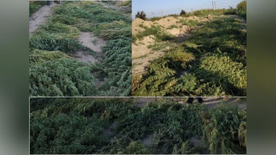 '236 tup giyohvandlik vositalari yo`q qilindi'ning rasmi