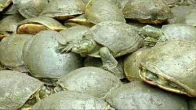 'Hindistonda 482 ta toshbaqa halok bo`ldi 'ning rasmi