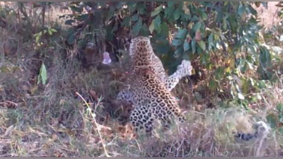 '​Qoplonning ulkan bo`g`ma ilon bilan olishuvi (Video) 'ning rasmi