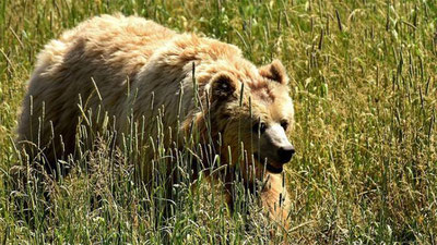 '​ЯПОНИЯЛИК ҚАРИЯ КАРАТЕ ЁРДАМИДА АЙИҚ ҲУЖУМИНИ ҚАЙТАРДИ'ning rasmi