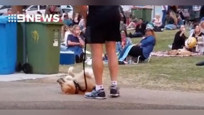 Изрображение 'ПЕС, УСТРОИВШИЙ ЛЕЖАЧУЮ ЗАБАСТОВКУ, ПОКОРИЛ СОЦСЕТИ (ВИДЕО)'