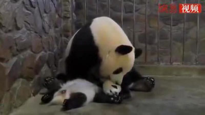 'Xitoyda panda bolasini olmaga alishdi, deya xabar bermoqda News.day.az nashri. 'ning rasmi