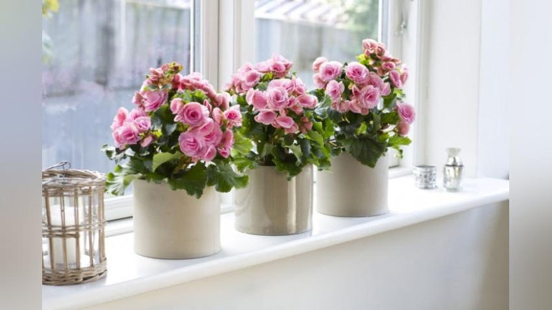 'XONA GULLARINING FOYDASI'ning rasmi