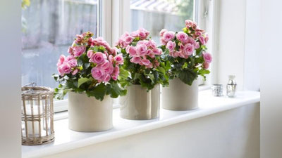 'XONA GULLARINING FOYDASI'ning rasmi