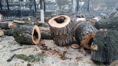 'Mudofaa vazirligi markaziy apparat hududidagi daraxtlarning kesilishiga izoh berdi'ning rasmi