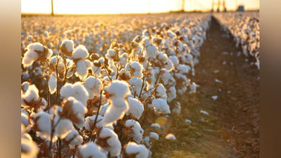'Yana 4 ta viloyatda terilgan har bir kilogramm paxta uchun qo`shimcha haq to`lanadi'ning rasmi