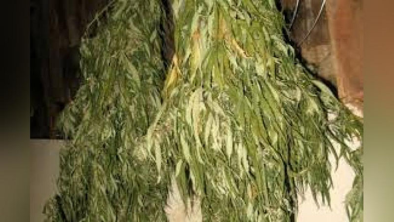 'ChINOZLIK FUQARONING UYIDAN 4 KG. GA YaQIN GIYoHVANDLIK MODDASI TOPILDI'ning rasmi