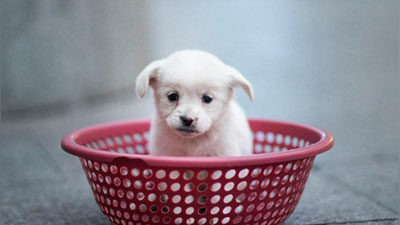 'Хитой ҳайвонот боғида бўғма илонни кучукчалар билан боқишди'ning rasmi