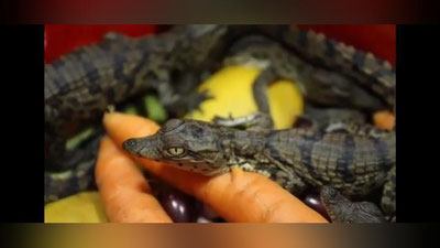 'Toshkentda 54 bosh timsoh bolalarining noqonuniy olib o`tilishiga chek qo`yildi (video)'ning rasmi