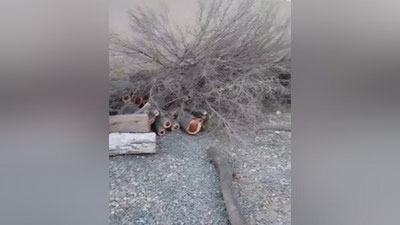 'Xorazmda masjid yonidagi daraxtlarni kesgan shaxsga chora ko`rildi (video)'ning rasmi
