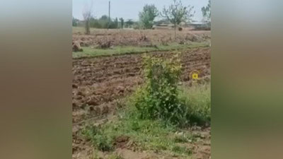 'Qashqadaryoning Chiroqchi tumanidagi qishloqlardan biriga ayiq hujum qilgani aytilmoqda? (video)'ning rasmi