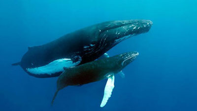 '​Олимлар она-бола китнинг суҳбатини эшитишга муваффақ бўлди (Видео)'ning rasmi