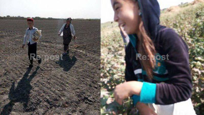 'Maktab o`quvchilari paxta terimiga dam olish va bayram kunlari jalb etilgani ma`lum bo`ldi'ning rasmi