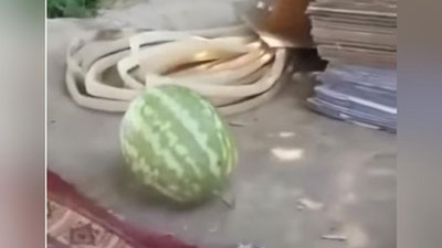 'Qiziq! Ijtimoiy tarmoqlarda yorilmaydigan tarvuz videosi paydo bo`ldi (video)'ning rasmi