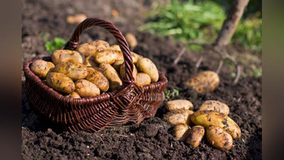 'Ўзбекистонда Картошка етиштирувчилар ассоциацияси тузилади'ning rasmi