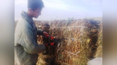 'Нукусда дарахт япроқларидан 10 та уй қурилади'ning rasmi