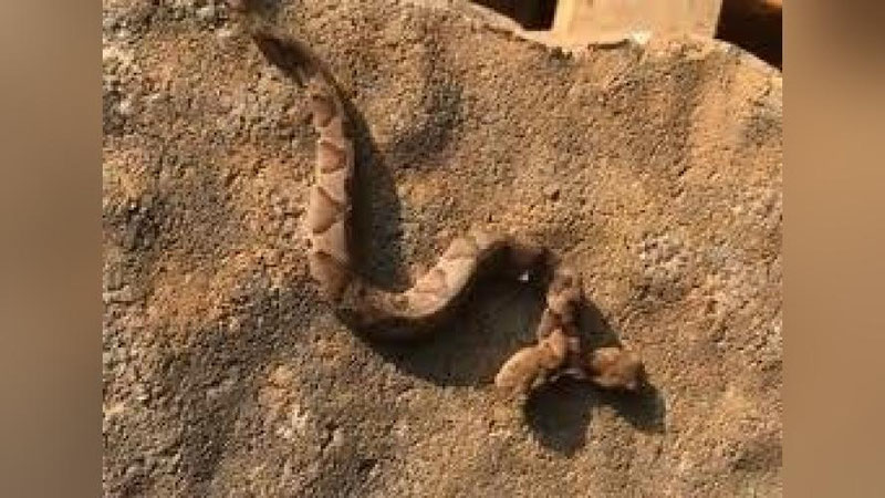 'Kam uchraydigan ikki boshli ilon topildi (Video)'ning rasmi