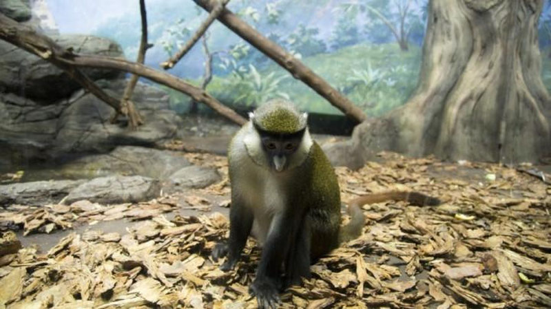 Изрображение 'ВИДЕО: ЧТО БУДЕТ, ЕСЛИ ОСТАВИТЬ ЗЕРКАЛО В ДЖУНГЛЯХ'