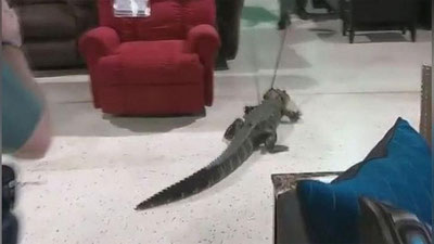 '​Polisiyachilar mebel do`koniga alligatorni olib kirishga majbur bo`ldi (Video)'ning rasmi