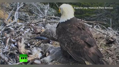 'Сувбургут зилзила пайти ҳавога кўтарилди (Видео)'ning rasmi