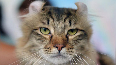 'Америкалик эркак 300 та мушукни боқиб олди (Видео)'ning rasmi