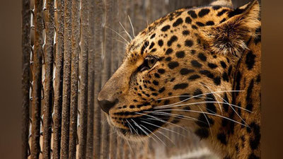 'Ikki leopardning olishuvi kameraga tushdi (Video)'ning rasmi