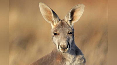 'Овчининг кенгуру билан учрашуви жағ синиши билан якунланди'ning rasmi