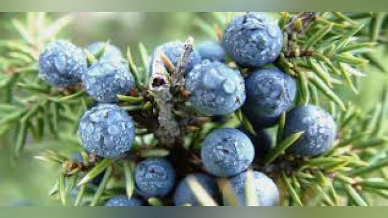 'ZARAFShON ARChASIGA KIM BOLTA URDI?  QAShQADARYo VILOYaTI QAMAShI TUMANI QO`ShKO`L QIShLOG`I HUDUDIDA REYD O`TKAZILDI. 'ning rasmi