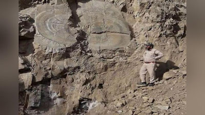 'Hindistonda 60 million yoshli daraxt topildi'ning rasmi