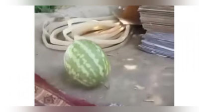 Изрображение 'В СЕТИ ПОЯВИЛОСЬ ВИДЕО С "НЕУБИВАЕМЫМ АРБУЗОМ ИЗ УЗБЕКИСТАНА"'