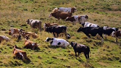 'Qoramol arslonni bo`g`ib o`ldirdi (Video)'ning rasmi