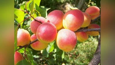 'Бу йил “Ўзагроэкспорт” ўрикни тўрт баравар қимматига сотиб олади'ning rasmi