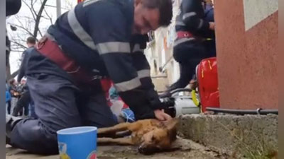 Изрображение 'РУМЫНСКИЙ ПОЖАРНЫЙ СПАС СОБАКУ И СТАЛ ГЕРОЕМ СОЦСЕТЕЙ (ВИДЕО)'